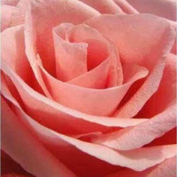 Meet your Posher, Carla - Picture 2 of 2